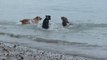 Un lion de mer joue avec 2 chiens dans la mer