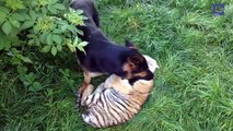 Ce chien et ce tigre sont meilleurs amis... Adorable
