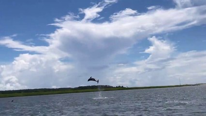 Un dauphin fait des sauts incroyable devant les touristes