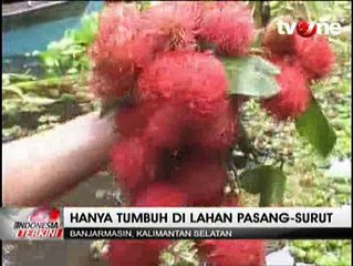 Memetik Rambutan Garuda di Atas Perahu