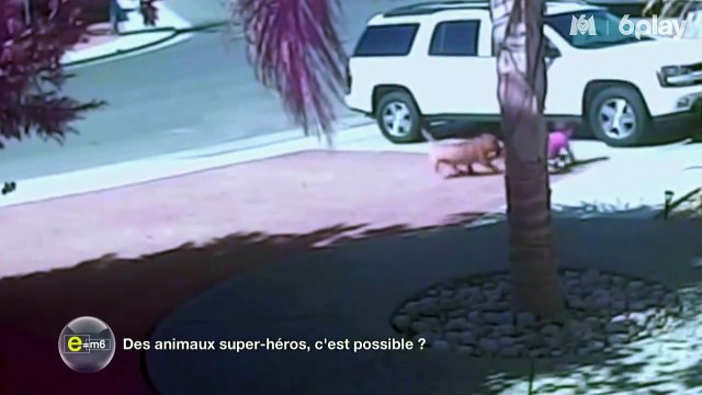 Quand un chat sauve un enfant de l'attaque féroce d'un chien ! Vrai geste héroique ou simple défense de son territoire ?Vidéos qui font le buzz : la scien