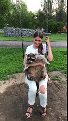 Mapache descubre el columpio por primera vez en su vida