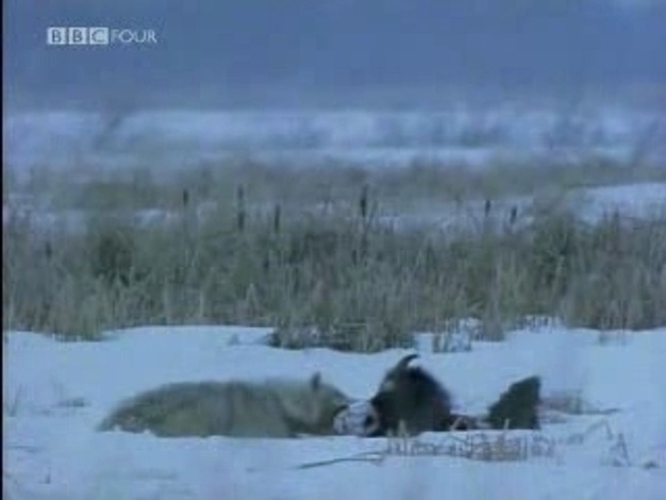 Openflv.com
