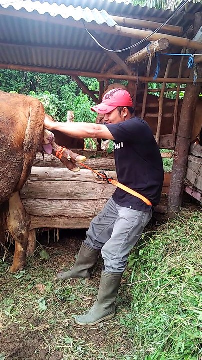 Birthing a Calf