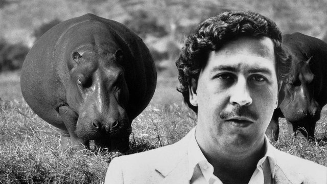 Pablo Escobar’s Sex-Crazed Cocaine Hippos