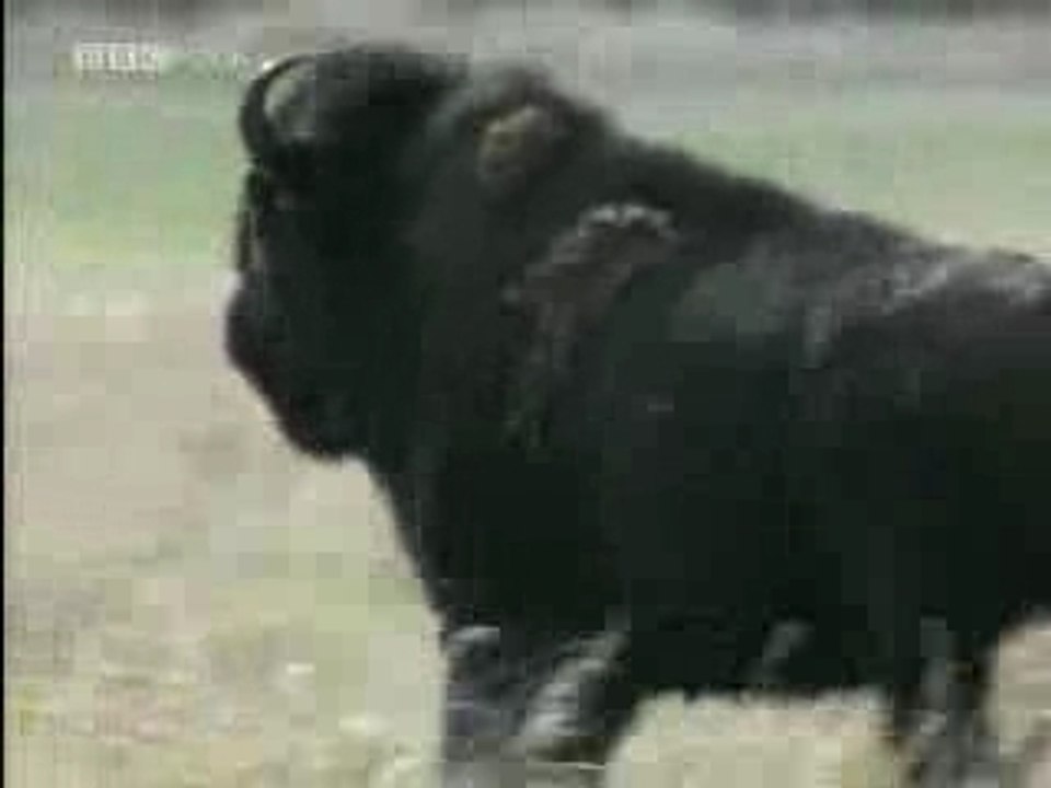 Openflv.com