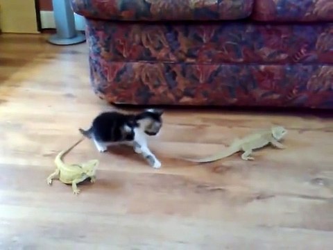 Quand un chaton voit des lézards pour la première fois