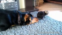 Dogs Compilation who want to be friends with Cats