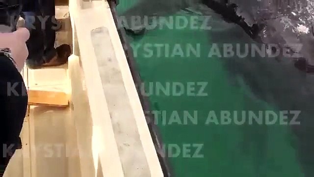 Un spécimen exceptionnel de baleines siamoises découvert au Mexique