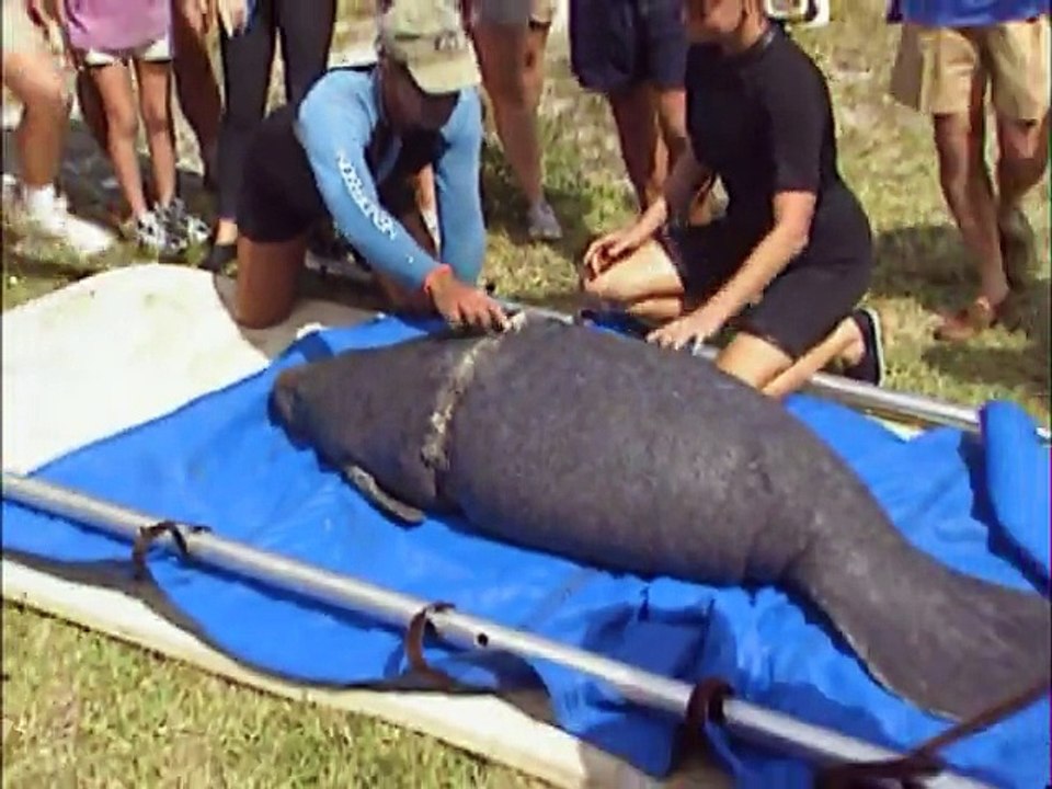 Wild Animal Rescues S01E09 Phillis the Manatee, Search & Rescue, Wallaby