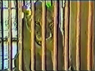 Wild Animal Rescues S01E06 Scarlet, Pet Derby, Puerto Rican Dogs