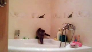 Pauvre petit chat, accident dans la baignoire