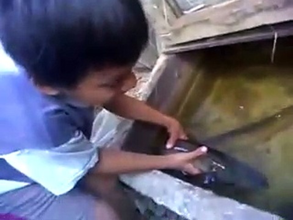 fish pelus fishing river serayu, 105 cm long