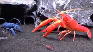 Orange Vs Blue Fresh Water Lobster War
