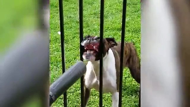 Funniest Pets - Animals of the Week Compilation May 2018 | Hilarious Try Not to Laugh Animals Fail