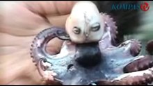 人頭章魚 (印尼章魚人) Octopus with Human Head