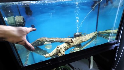 ADDING THE MONSTER FISH!!!