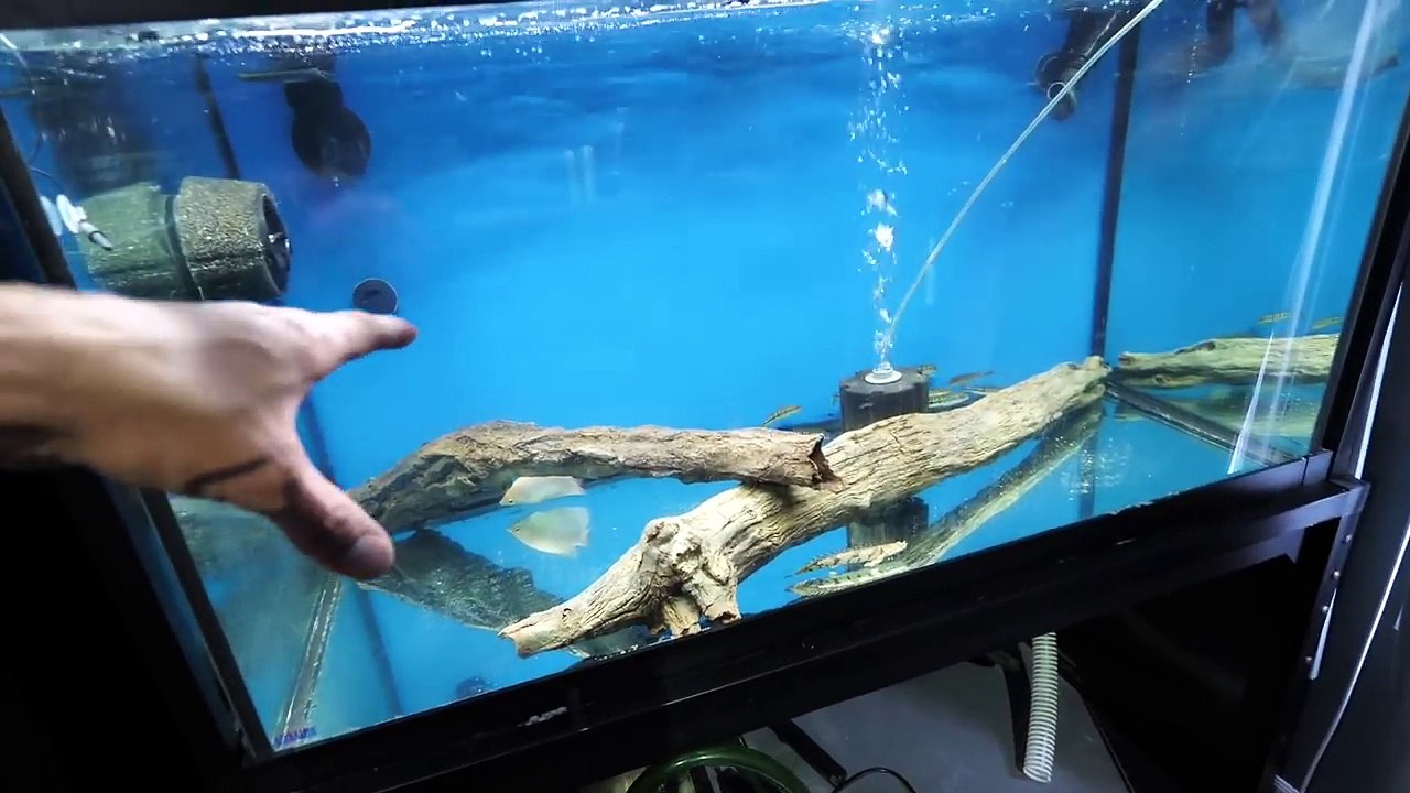 ADDING THE MONSTER FISH!!!