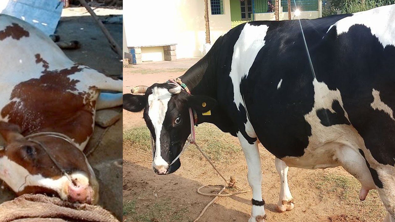 ಆಫ್ರಿಕಾ ಮೂಲದ ಜಾನುವಾರು ಜ್ವರ ರಾಜ್ಯದಲ್ಲಿ ಪತ್ತೆ | Oneindia Kannada