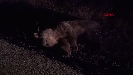 Sivas - Minibüsün Çarptığı 'Ayı' Telef Oldu