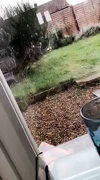 Dog tries to run through window