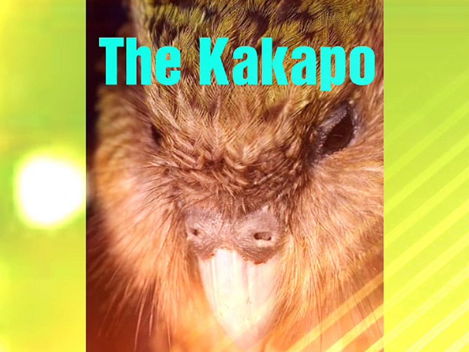 Most rarest birds in world