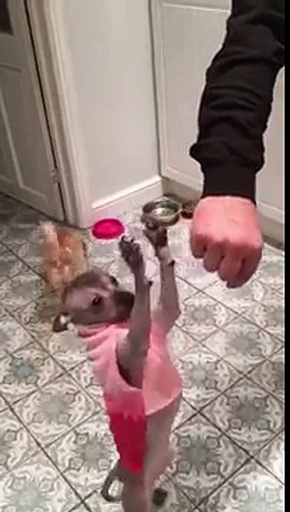 Dog walking around on its back legs