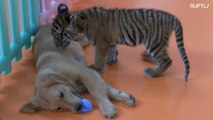 Filhotes de Golden Retriever brincam com filhotes de tigre e leão no Zoo de Pequim