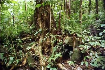 Orangutans The High Society (1998)