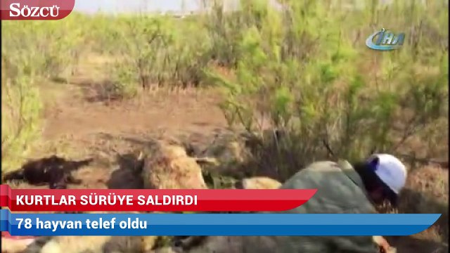 Sungurlu’da kurtların saldırısında 78 küçükbaş hayvan telef oldu