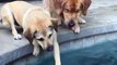 Dogs try hard to get the ball out of the swimming pool