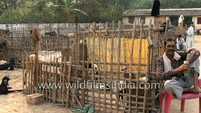 Goats for sale at Sonepur mela Bihar