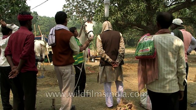 High breed horses for sale at Sonepur fair