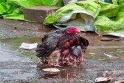 Yavrularını Yağmurdan Koruyan Tavuk Fenomen Oldu