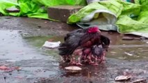 - Yavrularını yağmurdan koruyan tavuk fenomen oldu- Kanatlarını şemsiye gibi açarak yavrularını sağanak yağıştan koruyan tavuk ilgi odağı haline geldi