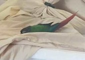 Confused Green Cheek Conure Tries to Mate With Snake