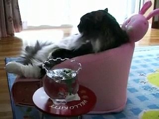 Gros chat regarde la télé