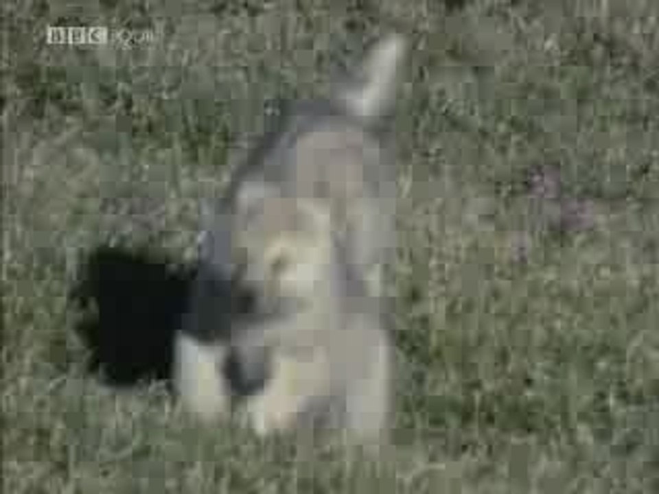 Openflv.com