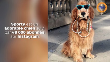 Un chien veut se faire promener par un mannequin !