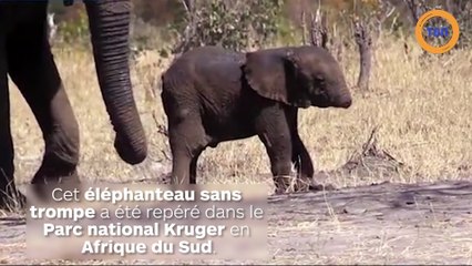Un éléphanteau sans trompe se fait nourrir par ses parents !