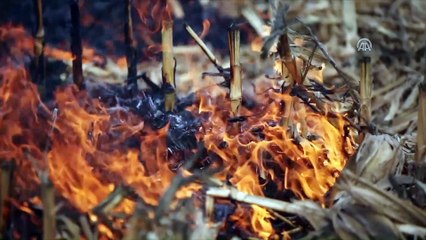 Çukurova anız yangınından kurtuluyor - ADANA