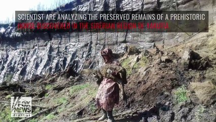 40,000 year old prehistoric horse discovered in Siberia