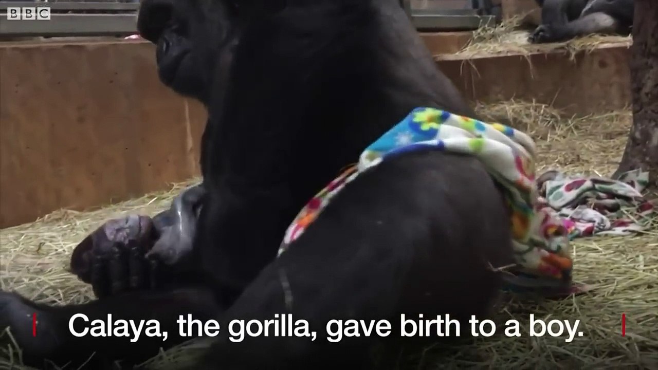 Gorilla gives birth at Smithsonian National Zoo - BBC News