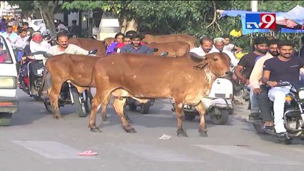"Solve cattle issues or accept my resignation" says Bhavnagar standing committee member