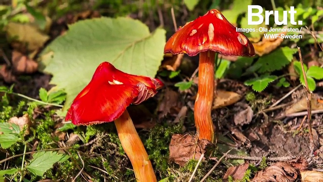 Ils sont sur Terre depuis au moins 450 millions d'années : savez-vous vraiment ce que sont les champignons ?