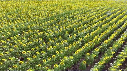 'Yılda 1,5 milyon ton yağ tüketiyoruz' - EDİRNE