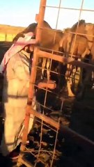 BOIRE DE L'URINE DE CHAMEAU