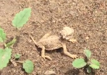 Tiny Horned Lizard Hatchlings Explore Their New Home