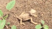 Tiny Horned Lizard Hatchlings Explore Their New Home