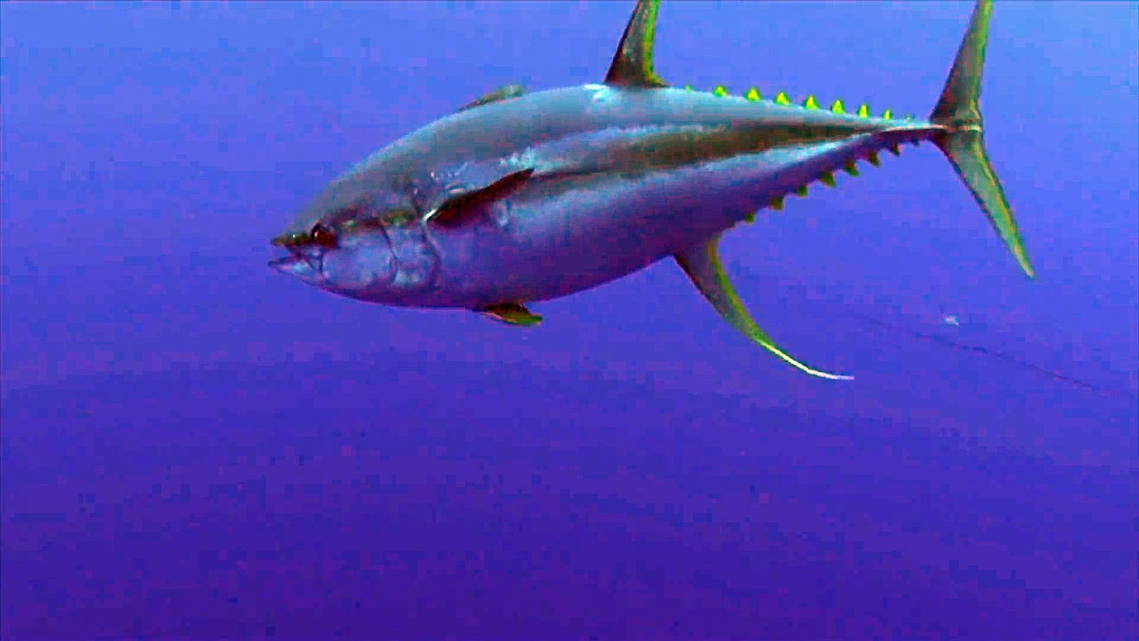 Massive whale shark crashes into unsuspecting diver